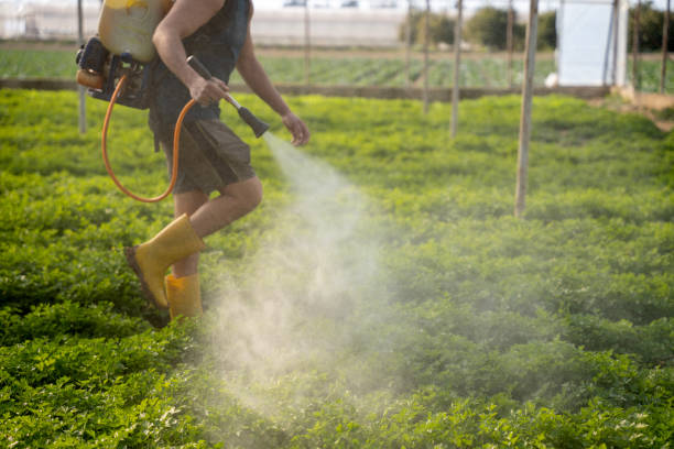 Best Pest Control for Restaurants  in Ajo, AZ