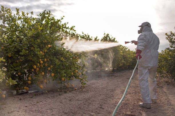 Best Pest Prevention Services  in Ajo, AZ