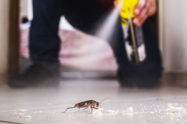 Best Pest Control for Homes  in Ajo, AZ
